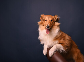 sheltie puppy on a blue background in the studio