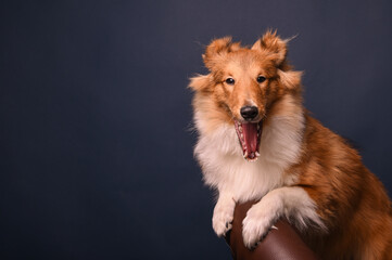 sheltie puppy on a blue background in the studio