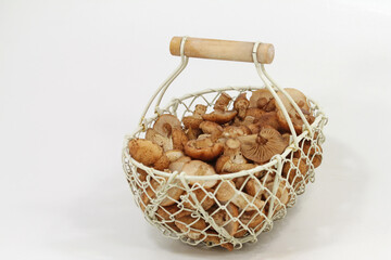 young hallimash mushroom heads in basket