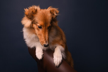 sheltie puppy on a blue background in the studio