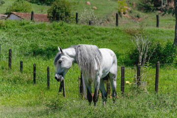 White horse grazing. Selective focus.