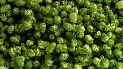 Super Slow Motion Top Shot of Falling Fresh Green Hops at 1000 fps. - Powered by Adobe
