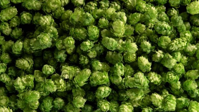 Super Slow Motion Top Shot of Falling Fresh Green Hops at 1000 fps.