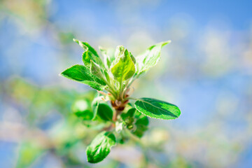 Obraz premium Spring, the first green leaves on the tree.