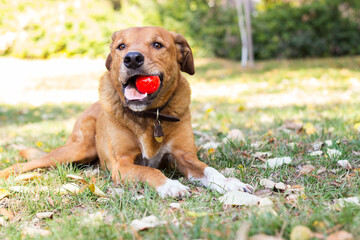 Portrait of beautiful mixed-breed dog on autumn yellow leaves