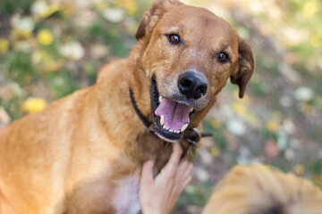 Portrait of beautiful mixed-breed dog on autumn yellow leaves