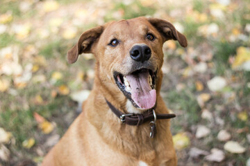 Portrait of beautiful mixed-breed dog on autumn yellow leaves