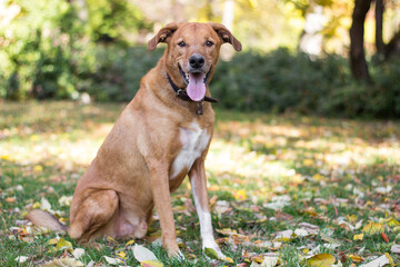 Portrait of beautiful mixed-breed dog on autumn yellow leaves