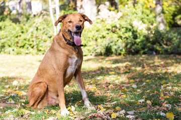 Portrait of beautiful mixed-breed dog on autumn yellow leaves