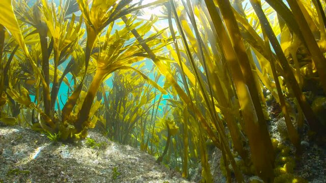 Kelp forest underwater in the Atlantic ocean (algae seaweeds Furbellow, Saccorhiza polyschides), Spain, Galicia