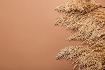 Dry common reeds on color background © Pixel-Shot