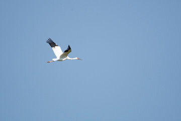 Siberian white crane flying in blue sky