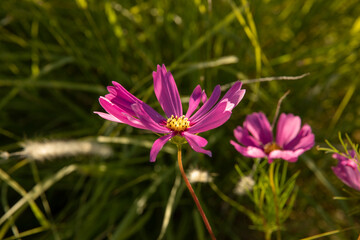 Fototapeta premium Floral. Closeup view of Cosmos bipinnatus plant, also known as Mexican Aster, flowers of pink, and fuchsia petals, blossoming in the park.