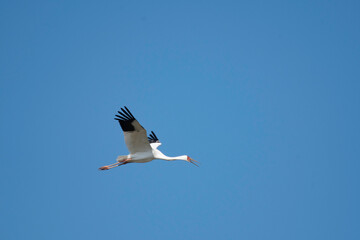 Siberian white crane flying in blue sky