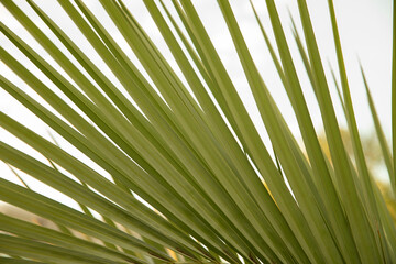 Palm leaf background. Closeup view of a Butia capitatata, also known as Jelly Palm green leaves underside. Beautiful tropical flora texture and pattern.