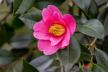 Fototapeta premium Bright pink Camellia japonica Debutante flower in spring 