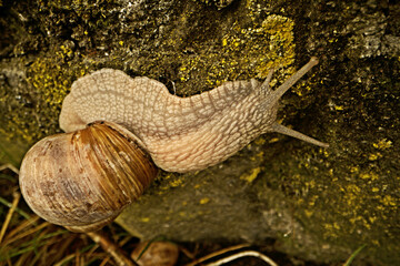 Escargot (Helix pomatia) on garden wall