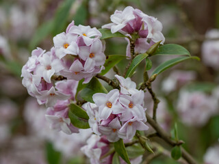 Close up of pale pink Daphne bholua Jacqueline Postill in winter