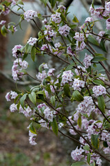 Large Daphne bholua Jacqueline Postill in flower in spring