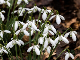 Galanthus Magnet or snowdrop, in flower in spring