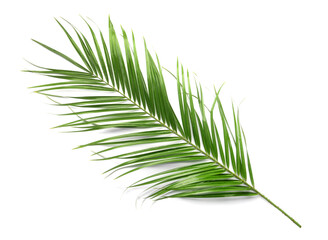 Green palm leaf isolated on white