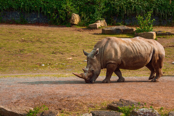 Obraz premium Amazing rhino in a zoo enclosure made to look like natural habitat. Preserving animals for future in safe and comfortable environment.
