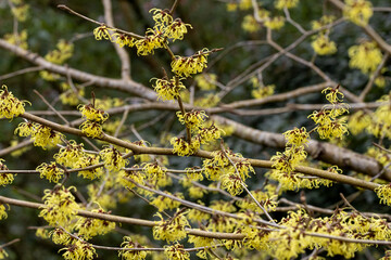 Hamamelis x intermedia Savil Starlight flowers in spring
