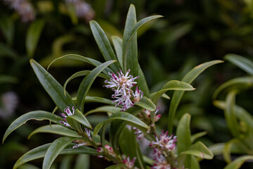 Close up of Sarcococca hookeriana Tony Schilling flowers in winter