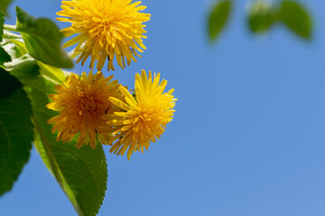 Yellow dandelions on a background of the sky and green leaves.