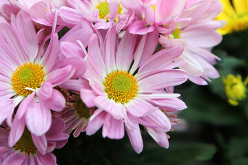 Closeup of pink and yellow Chrysanthemums in bloom