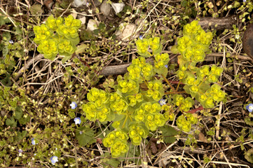 Siberian spurge (Euphorbia seguieriana) in dry meadow, Switzerland