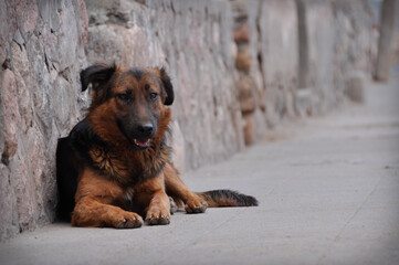 portrait of a dog
