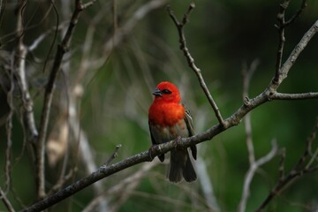 Ornithology in the Mauritius. Rare mauritius fody in wild. Birds in natural world. 