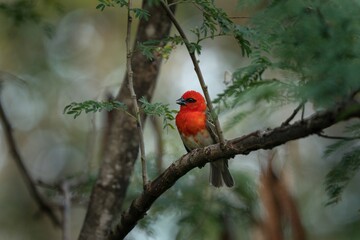 Ornithology in the Mauritius. Rare mauritius fody in wild. Birds in natural world. 