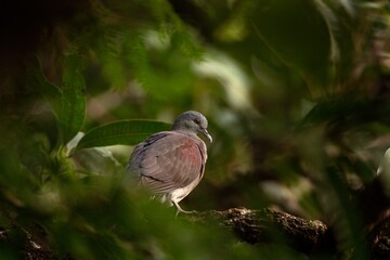 Malagasy turtle dove, nesoenas picturatus