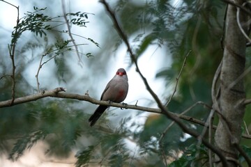 Ornithology in the Mauritius. Red common waxbill in wild. Birds in natural world. 