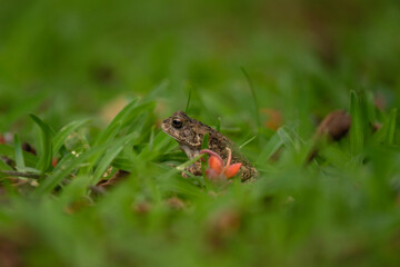 frog, Mauritius, reptile