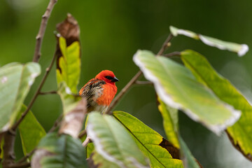 Ornithology on the Mauritius. Rare mauritius fody in wild. Birds in natural world. 
