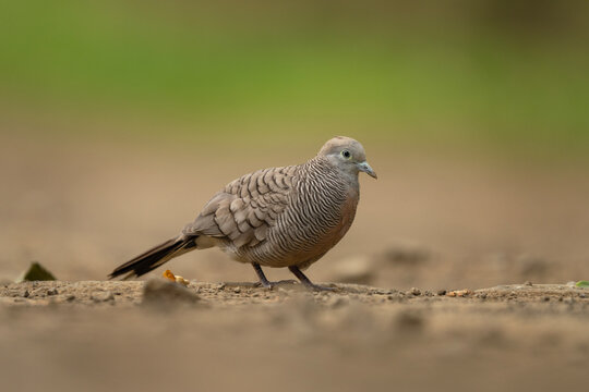 Ornithology in the Mauritius. Zebra dove in wild. Birds in natural world. 