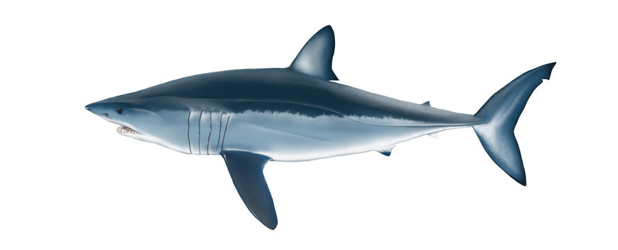 Ilustración científica de un tiburón Mako, Isurus oxirhynchus, una de las especies más amenazadas por la sobrepesca.