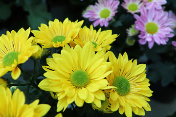 Closeup background of yellow and green centered mums