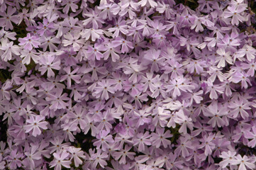 Spreading Phlox (P. diffusa) in rockery