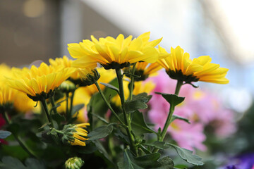 Side view of yellow mum flowers blooming