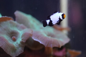 Peixe Palhaço ou Anêmona são peixes da subfamília Amphiprioninae