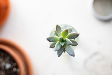 Graptoveria succulent in a jar of water on a white table