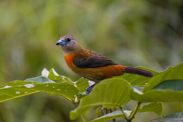 Female Cherrie's tanager (Ramphocelus passerinii costaricensis)