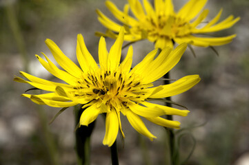 Tragopogon pratensis (common names Jack-go-to-bed-at-noon,[1] meadow salsify, showy goat's-beard or meadow goat's-beard)