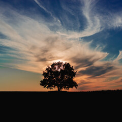 Fototapeta na wymiar A tree in the darkness at sunset.