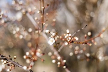 flowers budding on a tree in spring