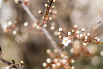 flower buds on a tree in the spring